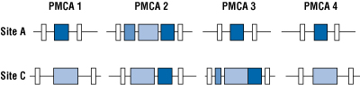 Exon structure corresponding to alternative splicing options at sites A and C for the four PMCA genes
